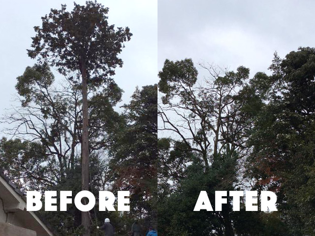 危険木伐採作業のbefore after