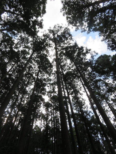木を植えはった人は、その山主さんのおじいさんやその先祖の人たち