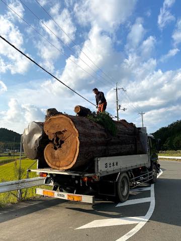 【京都府南丹市園部町】神社の御神木・４００歳の杉の木を切ってもらえないか？