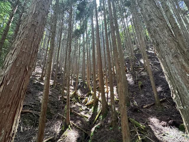 日射しが差し込んだ気持ちのいい山の風景