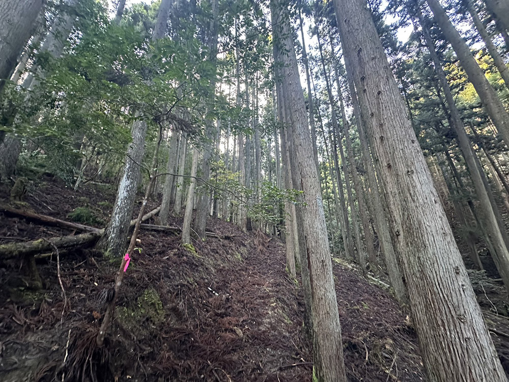 山の木を売って植える