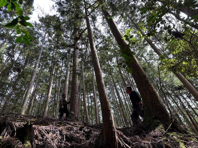 所有されている山の最善策を考えます。