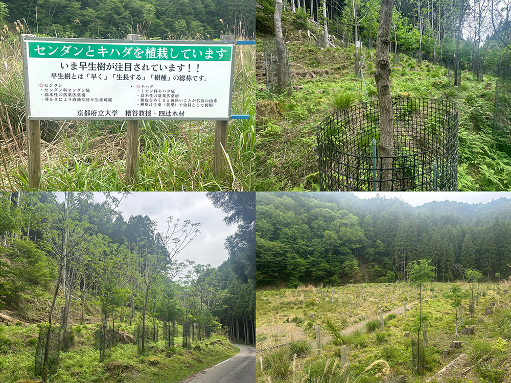 早生樹植林プロジェクト