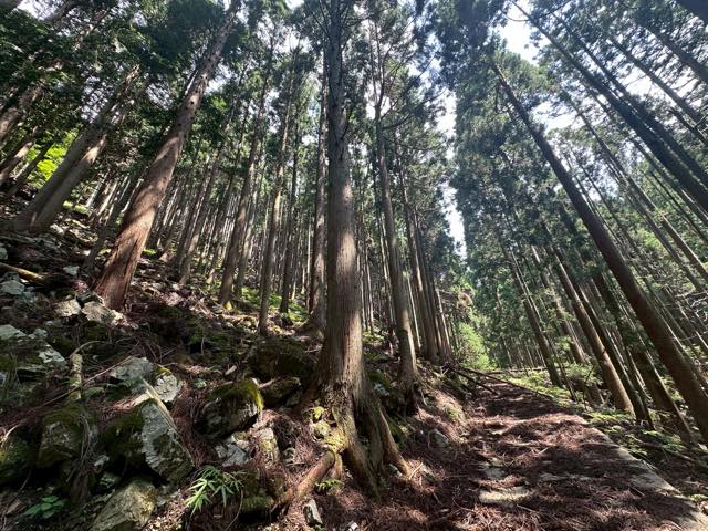 山は木と水を生みます。