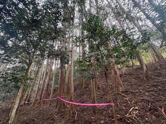 立派なヒノキ林写真