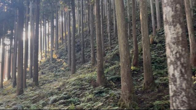 立派なスギ林