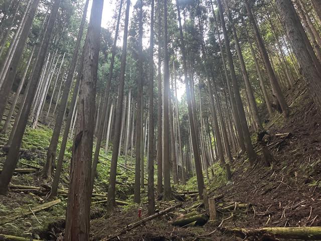 森は私たちの暮らしを支える大切な資源