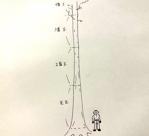 用途に合わせた長さに切り分けて搬出