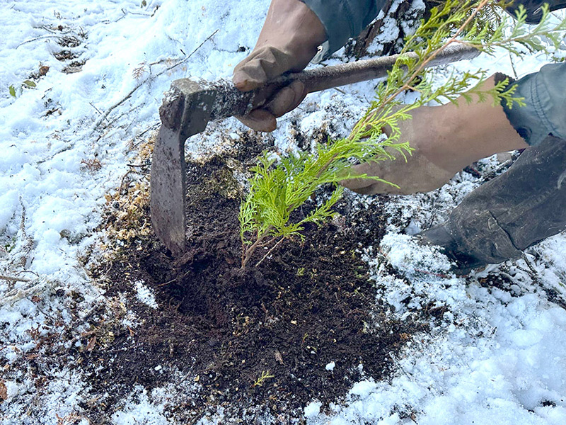 木を植える山もあるし、植えない山もあります