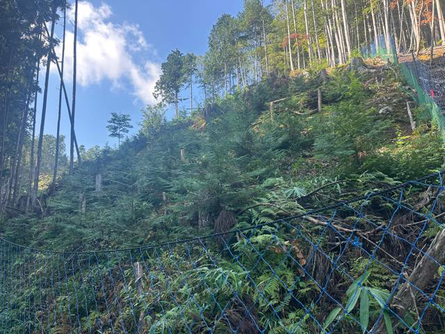 苗木を「植える山」と「植えない山」があります。