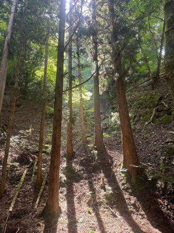 「伐ったらかならず植えます」と簡単に言い切ることはできません