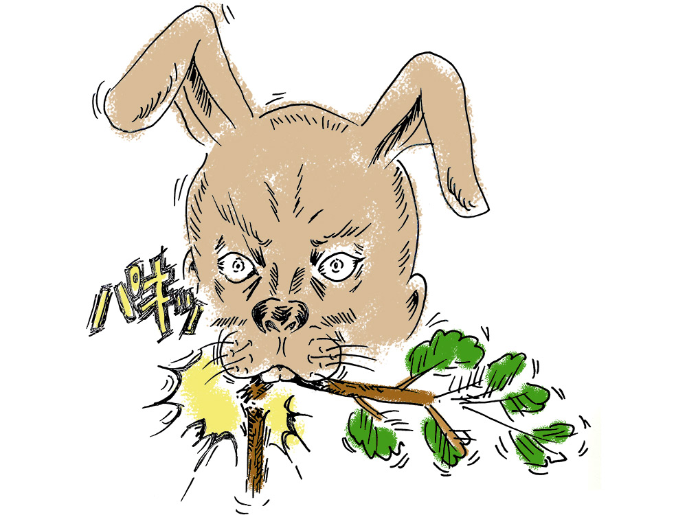 なぜ野ウサギが入るといけないの？